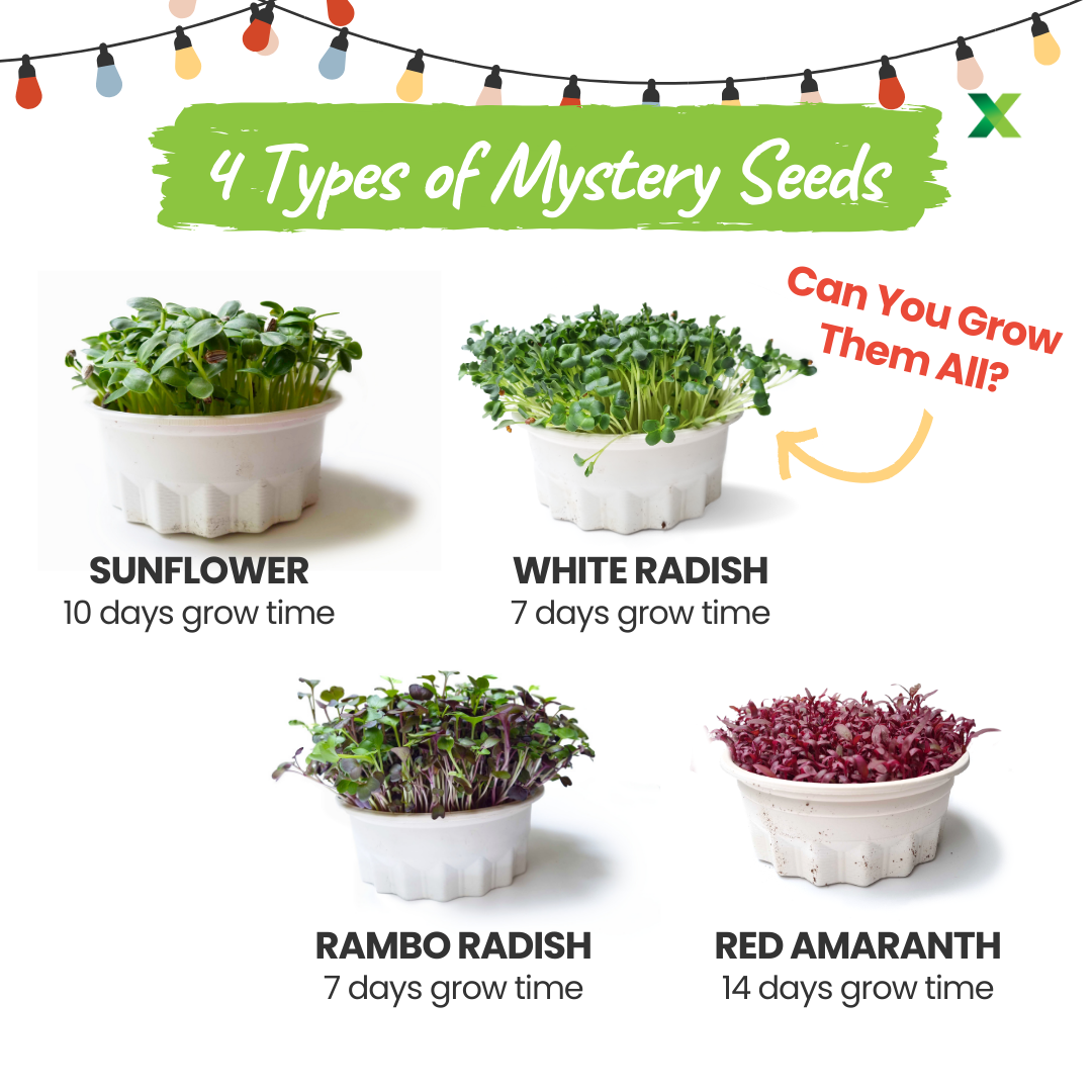 Merry Microgreens Growing Kit